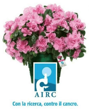Azalea della Ricerca Airc Monreale